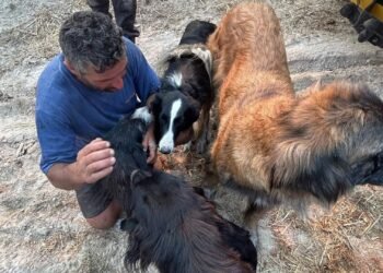 “Milagre”. Pedro perdeu tudo no fogo mas conseguiu salvar os animais
