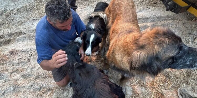 “Milagre”. Pedro perdeu tudo no fogo mas conseguiu salvar os animais
