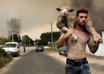 Homem enfrentou o fogo em Ranhados para salvar 170 ovelhas