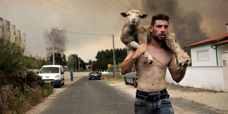 Homem enfrentou o fogo em Ranhados para salvar 170 ovelhas