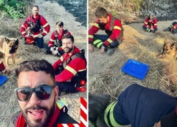 Cão Resgatado Em Incêndio Recusa-se a Deixar Bombeiros Da Trofa