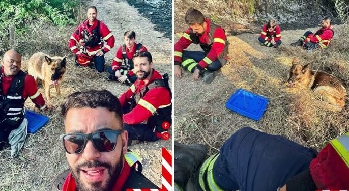 Cão Resgatado Em Incêndio Recusa-se a Deixar Bombeiros Da Trofa