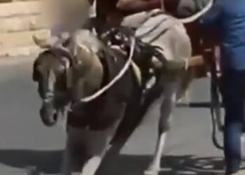 É falso que vídeo de André Ventura mostre ciganos a maltratar um cavalo