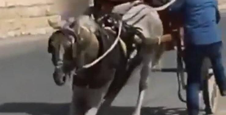 É falso que vídeo de André Ventura mostre ciganos a maltratar um cavalo