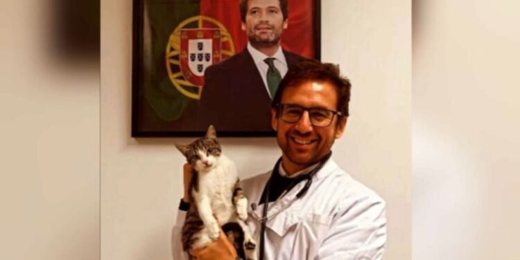 Deputado Pedro Frazão fez castração ilegal a gato na sede do Chega