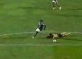 (VÍDEO) Golo anulado ao Estrela da Amadora contra o Sporting está a correr mundo